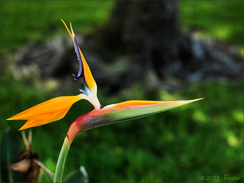 Bird of Paradise is the common name for the Strelitzia, a genus of five species of perennial plants, native to South Africa, and is featured on the reverse of their 50 cent coin.